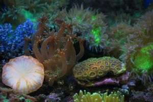 "Epicenter of marine life': Study shows major coral reefs exploded 20 million years ago